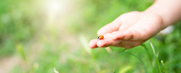 Wide photo of a ladybug in children's hands against a background of green grass. - 445581704