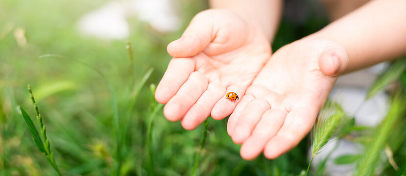 Wide photo of a ladybug in children's hands against a background of green grass.