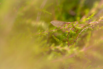 versteckter Schmetterling