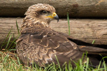 Bussard