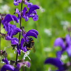 bumblebees on blue wildflowers close up on a green background