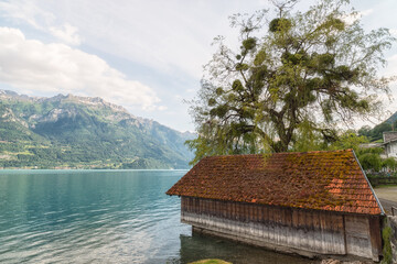 An old tree by Lake Brienz, the cleanest lake in Switzerland