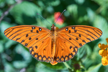 Fototapeta na wymiar Orange butterfly posing on colorful flowers.