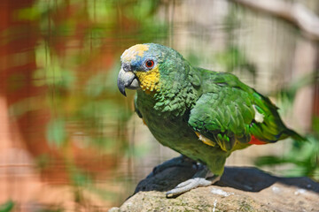 Venezuela-Amazone ( Amazona amazonica ).
