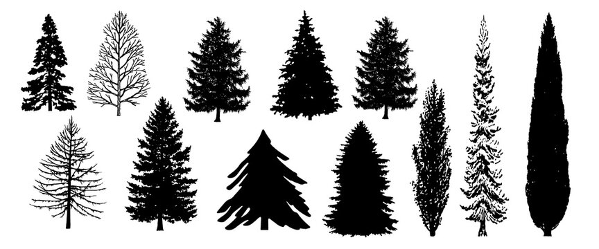Tree Set. Pine Evergreen Trees Silhouette. Vector Black Illustration. Forest and Park Elements. Winter Forest Set. Isolated on White Background. Nature collection. Black Hand Drawing Illustration.