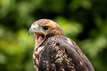 Bussard