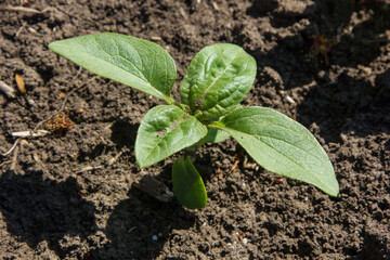 in the field of the farm sunflower sprouts grow in the spring