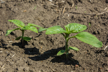 in the field of the farm sunflower sprouts grow in the spring