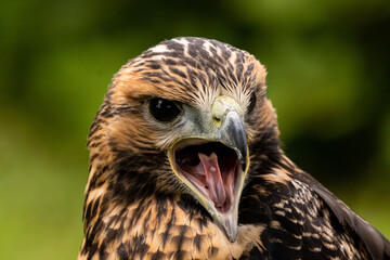 Bussard