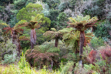 Common tree ferns Alsophila dregei along Mac Mac River, Mpumalanga, South Africa