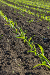 field with corn in spring. Parposts of plants began to grow in a straight line. Field of an agricultural enterprise