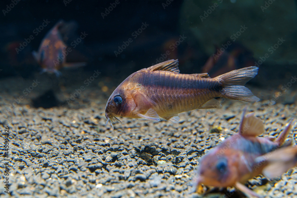 Wall mural rusty cory catfish (corydoras rabauti) beautiful catfish from rio javarí river border of brazil and 