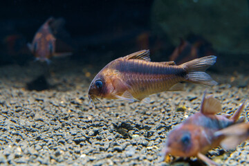Rusty Cory Catfish (Corydoras rabauti) beautiful catfish from rio Javarí river border of Brazil and Peru