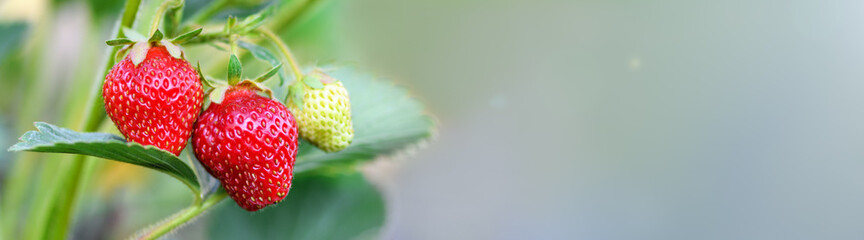 Ripe strawberries in the garden, close up. Harvesting concept. Banner