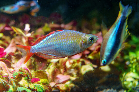 Neon Dwarf Rainbowfish (Melanotaenia praecox) with emperor tetra in planted aquarium