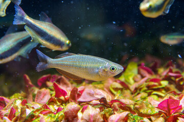Naklejka premium Juvenile of Lake Kurumoi rainbowfish (Melanotaenia parva) in planted aquarium