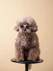 funny portrait of a dog with glasses. poodle on beige background