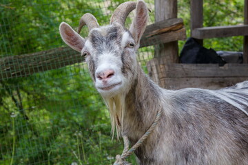 goat in a rural yard summer day close up