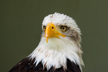 Weißkopfseeadler