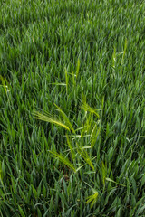 spikelets of green rye grow in the field of the farm in summer