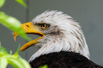 Weißkopfseeadler