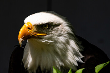 Weißkopfseeadler