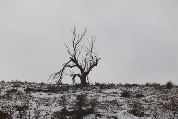Lone dead tree on a partially snow covered hill on overcast cold winter day. - Powered by Adobe