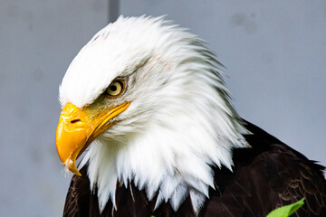 Weißkopfseeadler