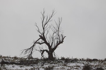 Lone dead tree on a partially snow covered hill on overcast cold winter day.