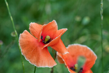 Wild poppies bloom in late spring and summer. Beauty of nature.