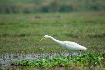 great white heron