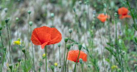 Wild poppies bloom in late spring and summer. Beauty of nature.
