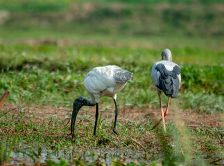 white stork walking in the grass
