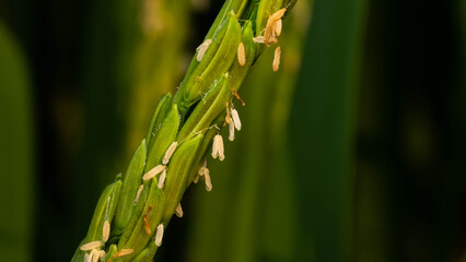 The grain has pollen at the end of the seed which indicates that it is fertilized.