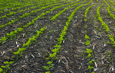 in the field of the farm sunflower sprouts grow in the spring