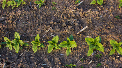 in the field of the farm sunflower sprouts grow in the spring