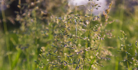 wild cereal grass close up on a green background. Summer.