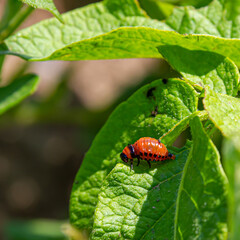 Colorado potato beetle larvae on a potato leaf. agricultural pests