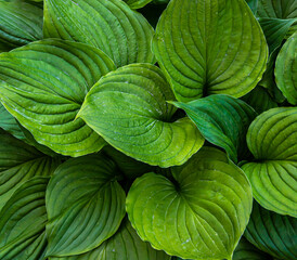 green leaves of plants in the garden. texture