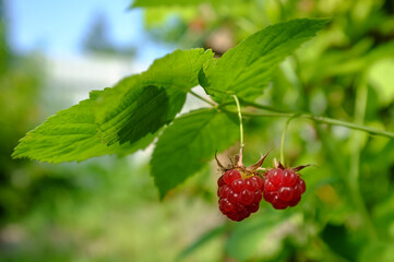 Ripe, tasty raspberries, on a blurred background of greenery. Harvest useful rubus idaeus berry.