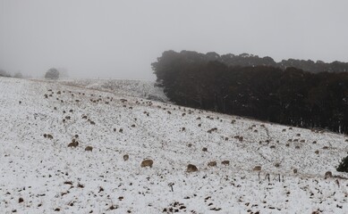 Sheep grazing in the snow on cold winter morning with eucalyptus trees in the background, Edith NSW.