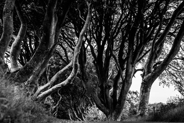 Road through the Dark Hedges tree tunnel at sunset in Ballymoney, Northern Ireland. It  is an avenue of old beech trees tunnel which planted in 18th century and become an attractions. Selective focus