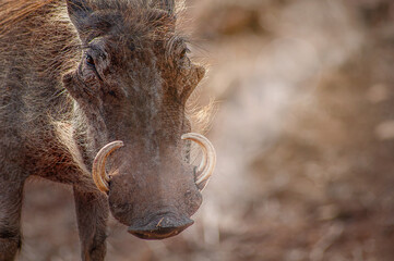warthog in the wild