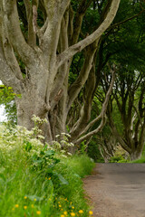 Road through the Dark Hedges tree tunnel at sunset in Ballymoney, Northern Ireland. It  is an avenue of old beech trees tunnel which planted in 18th century and become an attractions of tourist.