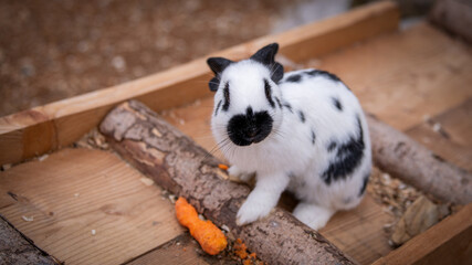 Schwarz-weißes kaninchen mit Mohrrübe schaut neugierig in die Kamera