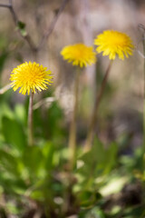 Yellow dandelions on a blurred background