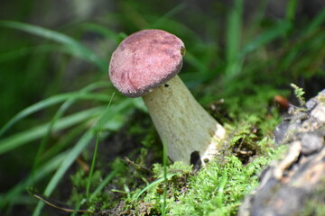mushrooms in the forest