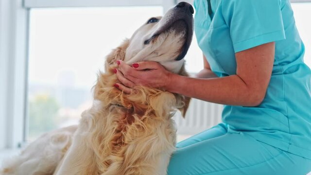 Woman veterinarian petting adorable golden retriever dog in the clinic