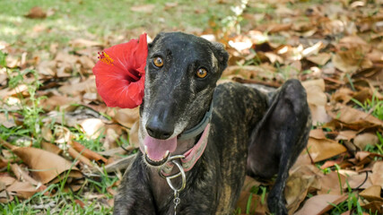 Selective focus of a Greyhound with collar and red hibiscus flower lying on dried leaves