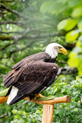 Weisskopfseeadler